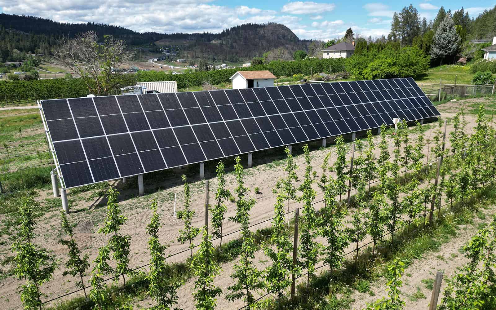 Solar panels in farmland under sunny sky